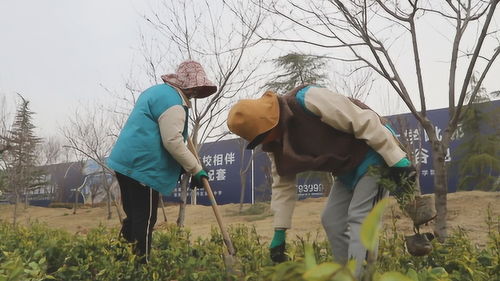 菏澤 牡丹區(qū)園林處搶抓綠化黃金季,5個綠化提升工程同時開工
