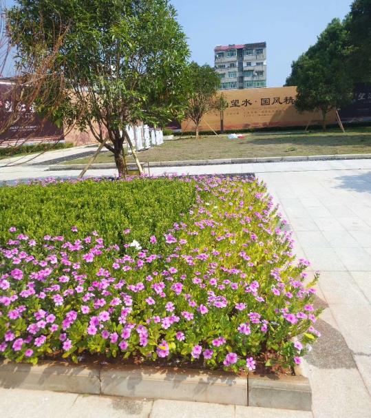 景致綠化養(yǎng)護(hù)怎么收費(fèi) 圖 道路綠化養(yǎng)護(hù) 安義綠化養(yǎng)護(hù)