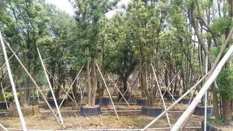 不斷追求完美,上海大景的實(shí)力派風(fēng)采