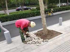 圖 武漢園林綠化設(shè)計(jì)施工改造與養(yǎng)護(hù) 樹木移栽修剪等等 武漢鮮花綠植