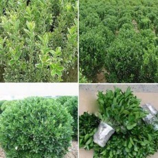 園林綠化工程設計,園林綠化工程施工,苗木、花卉銷售_南陽林豐苑園林綠化工程