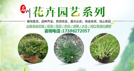 園林綠化工程施工-樹木花卉批發-花境植物報價-名川園藝場_