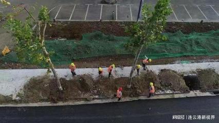 東海245省道改造綠化工程喜摘市園林綠化優質工程獎