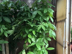 圖 深圳辦公室綠植租賃 園林綠化施工養(yǎng)護(hù)綠蘿 深圳鮮花綠植