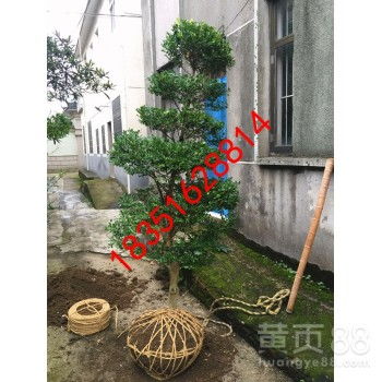 【蘇州市梅花樹、私家庭院別墅綠化工程、別墅綠化苗木、景觀設(shè)計(jì)綠化施工】-