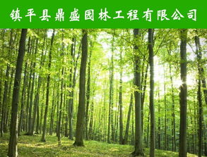 信陽防腐木 息縣防腐木 鼎盛園林防腐木價格 優(yōu)質(zhì)商家