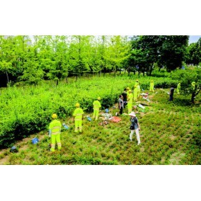 廣州園林綠化養護工程